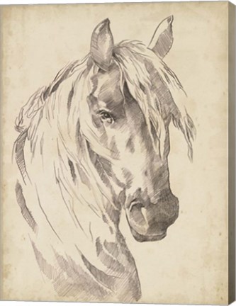 Framed Horse Portrait Sketch I Print