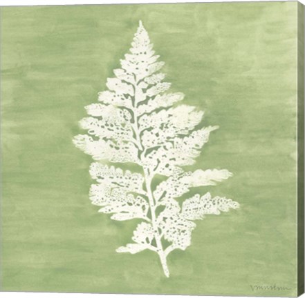 Framed Forest Ferns IV Print