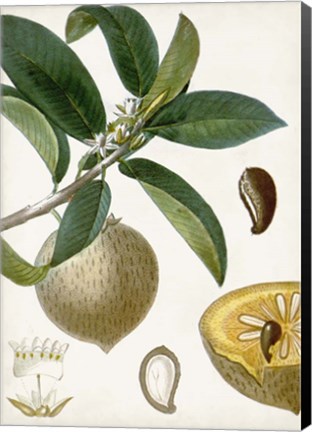 Framed Turpin Tropical Fruit I Print