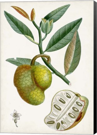 Framed Turpin Tropical Fruit III Print