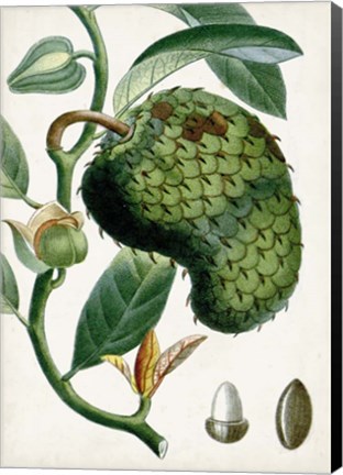 Framed Turpin Tropical Fruit VIII Print