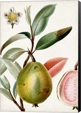 Framed Turpin Tropical Fruit IX Print