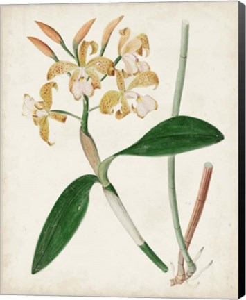 Framed Orchid Pair II Print