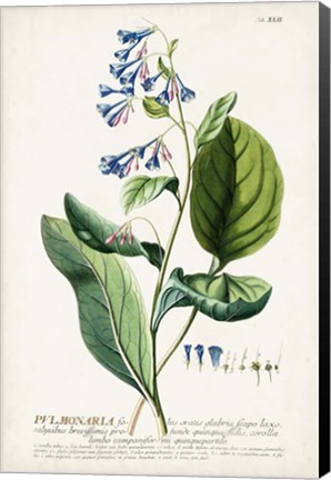 Framed Alluring Botamical V Print