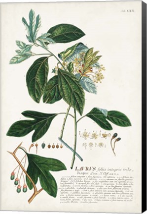 Framed Alluring Botamical VI Print