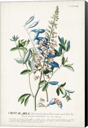 Framed Alluring Botamical VII Print