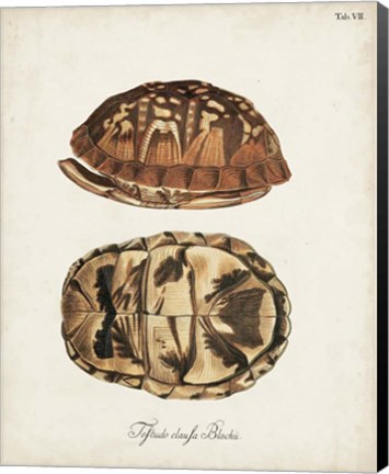 Framed Antique Turtles &amp; Shells III Print