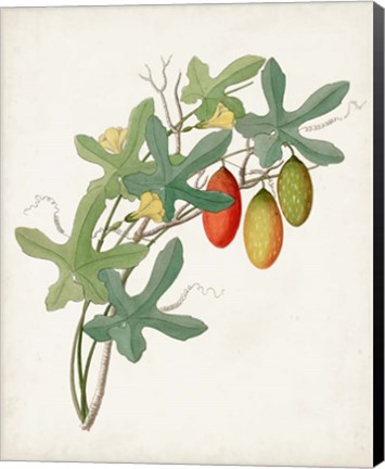 Framed Botanical of the Tropics III Print