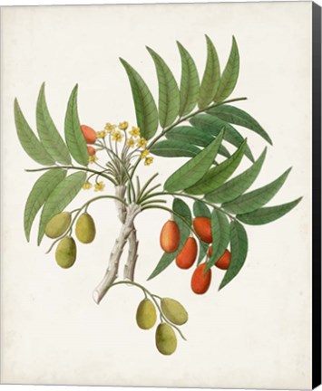 Framed Botanical of the Tropics VI Print