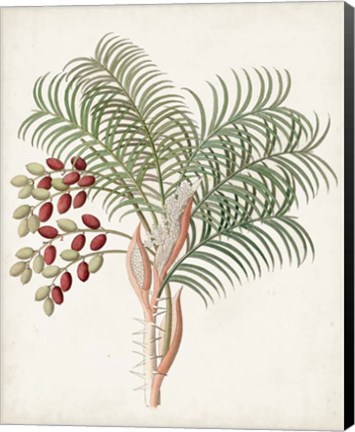 Framed Botanical of the Tropics VII Print