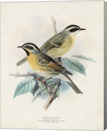Framed Antique Birds I Print