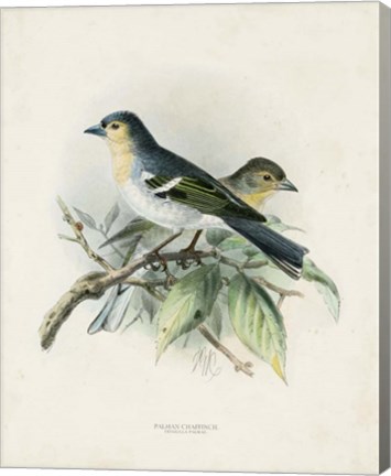 Framed Antique Birds II Print