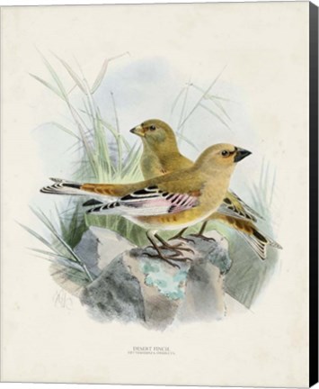 Framed Antique Birds III Print