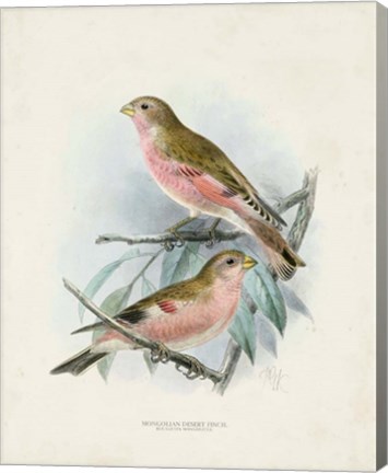 Framed Antique Birds IV Print