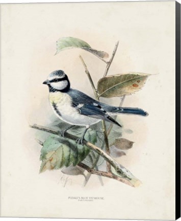 Framed Antique Birds VI Print