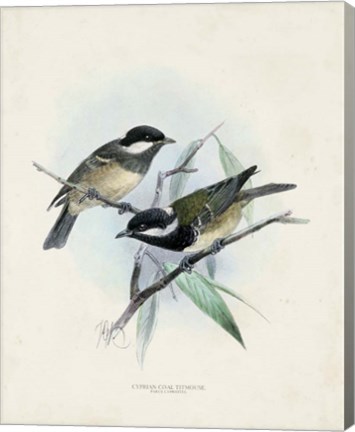 Framed Antique Birds VII Print