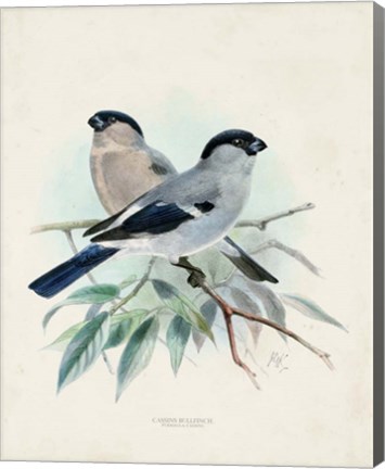 Framed Antique Birds VIII Print