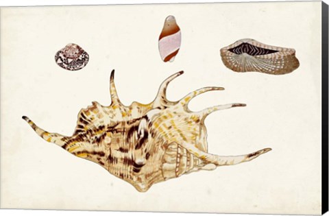 Framed Antique Shell Anthology II Print