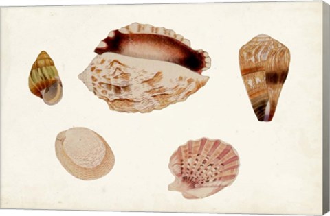 Framed Antique Shell Anthology VI Print