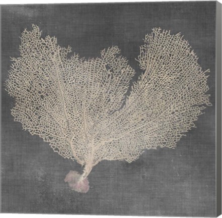 Framed Natural Sea Fan VI Print