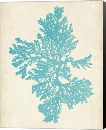 Framed Aquamarine Seaweed II Print
