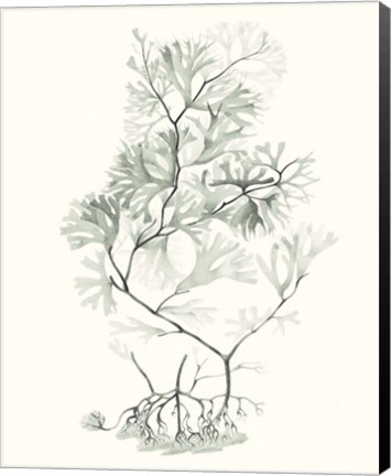 Framed Sage Green Seaweed VI Print