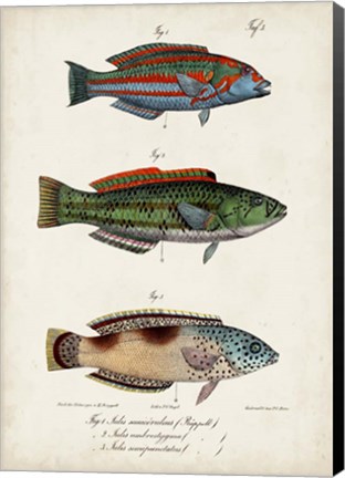 Framed Antique Fish Trio I Print