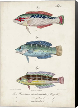 Framed Antique Fish Trio II Print