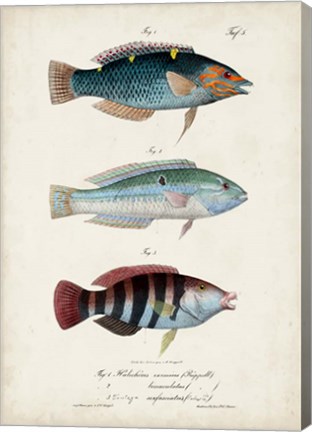 Framed Antique Fish Trio III Print