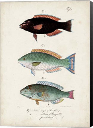 Framed Antique Fish Trio IV Print