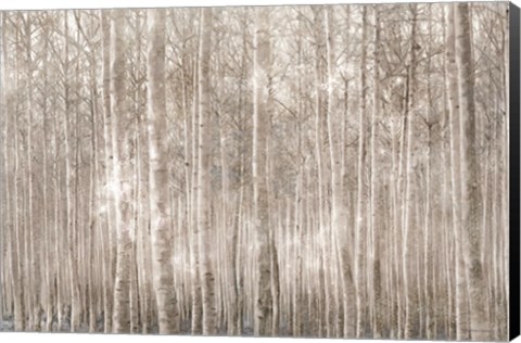 Framed Birch Trees Print