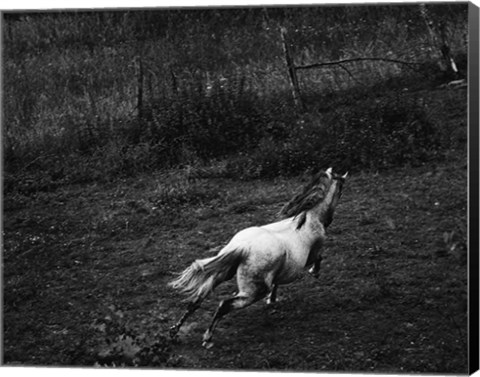 Framed Running Horse Print