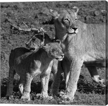 Framed Lioness and Cubs Print