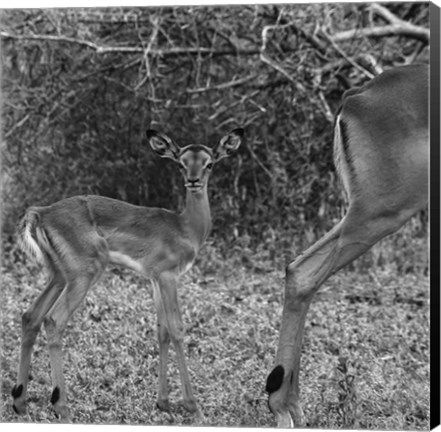 Framed Impala and Baby Print