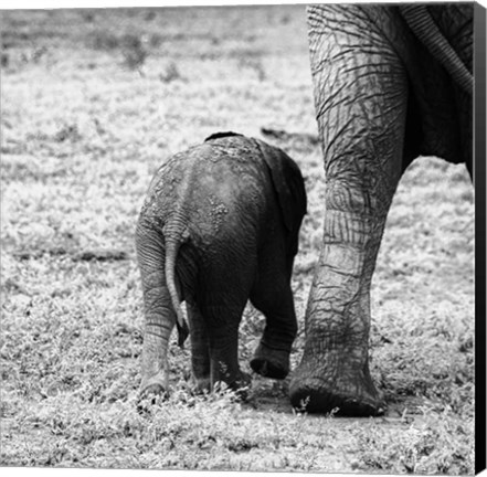 Framed Mama and Baby Elephant II Print