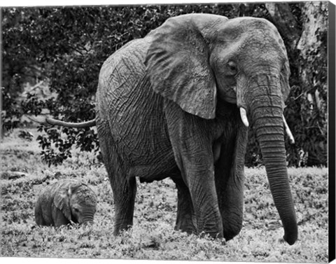 Framed Mama and Baby Elephant I Print