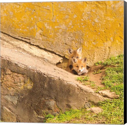 Framed Fox Cubs II Print