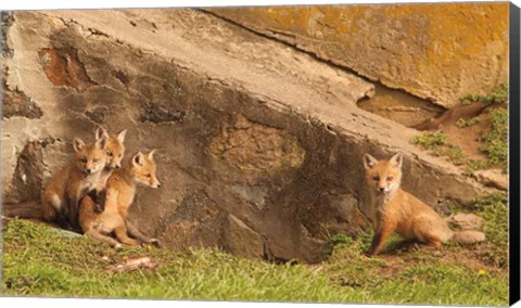 Framed Fox Cubs I Print