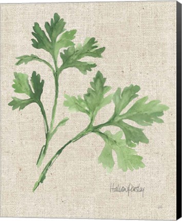 Framed Italian Parsley v2 on Burlap Print