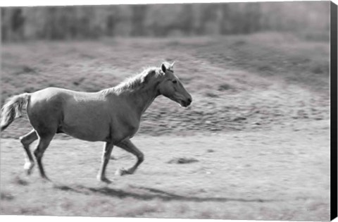 Framed Pasture Run Print