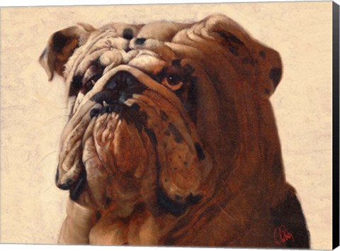 Framed Bulldog Print