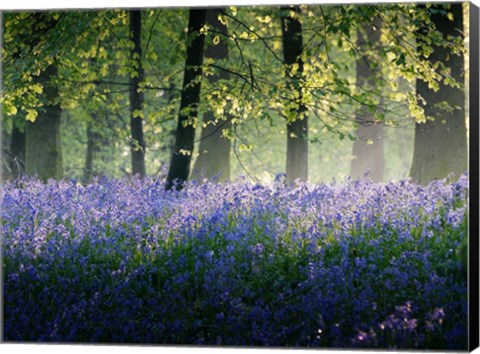 Framed Last of The Bluebells Print