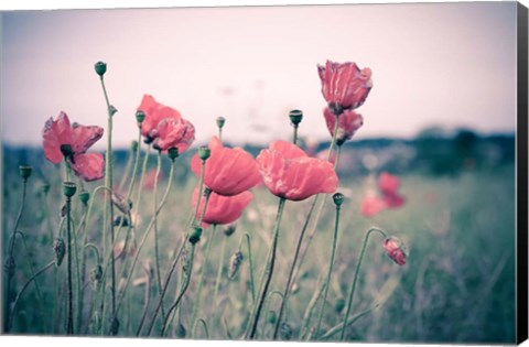 Framed Pink Tulips Print