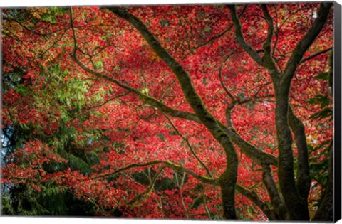 Framed Autumn Beauty Print