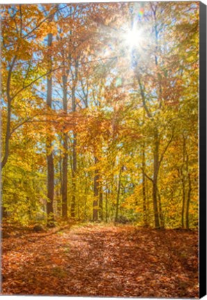 Framed Autumn Forest Print