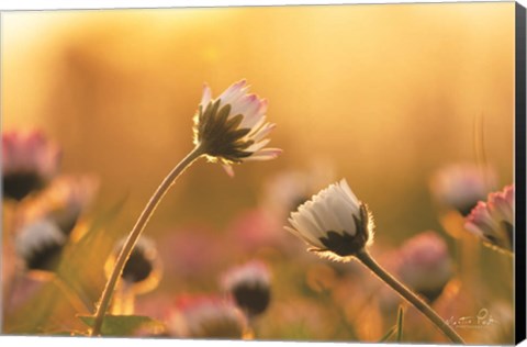 Framed Daisies Print