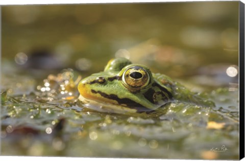 Framed Frog Print