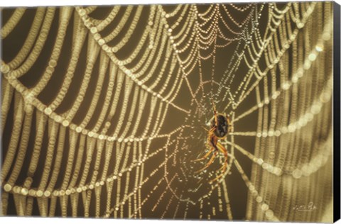 Framed Spider and Her Jewels Print