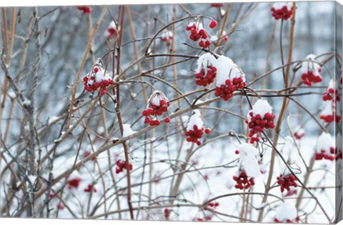 Framed Berries in Winter Print