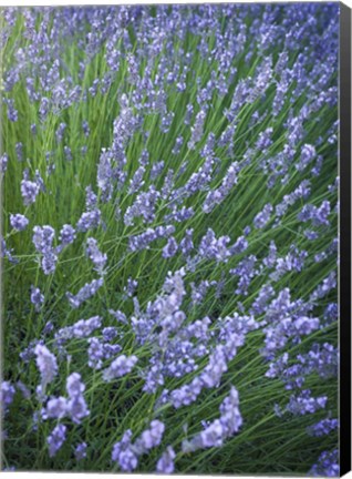 Framed Purple Wildflowers Print